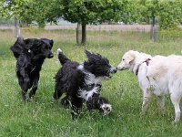 Puppys van Bliss040622-0040